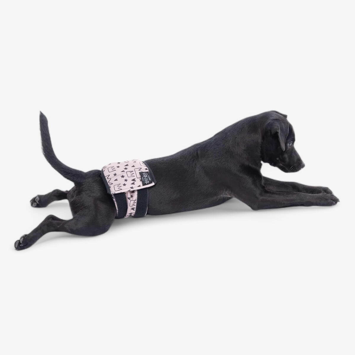 Rakkabelti - S - 35-51 cm