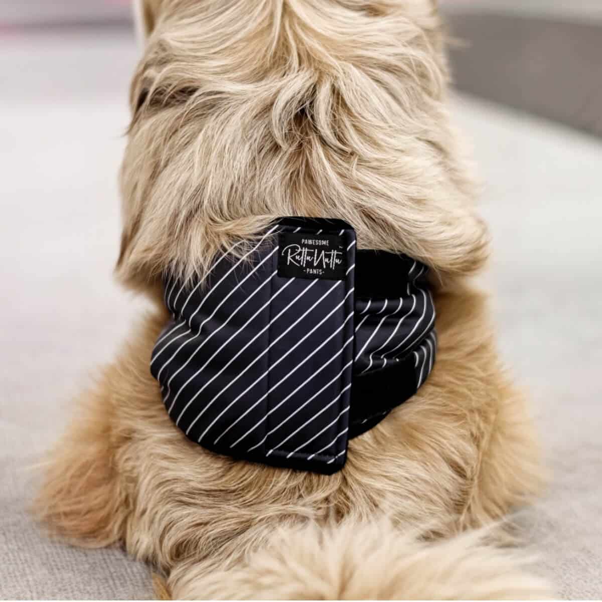 Rakkabelti - XS - 29-40 cm