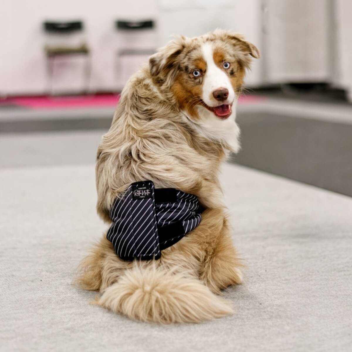 Rakkabelti - XS - 29-40 cm