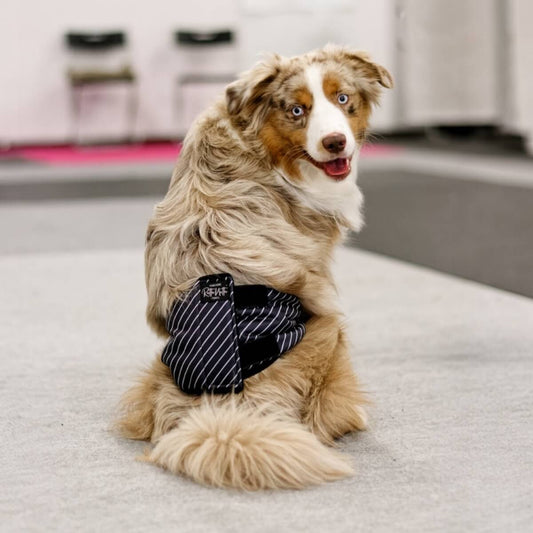 Rakkabelti - XS - 29-40 cm