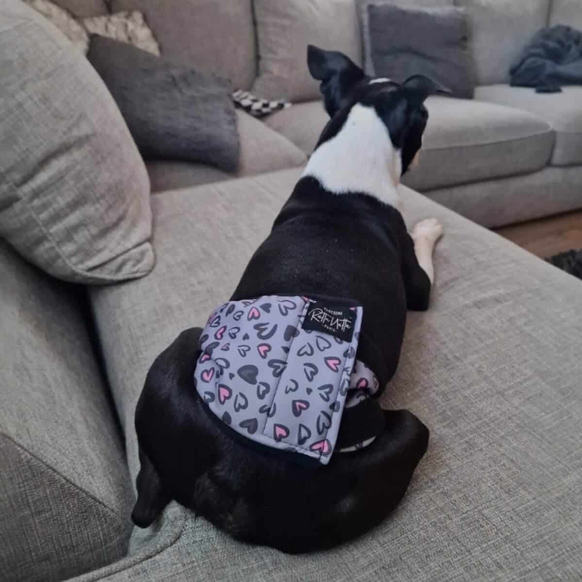 Rakkabelti - M - 44-60 cm