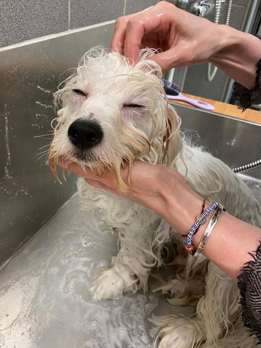 Feldnámskeið - 21. janúar 2025